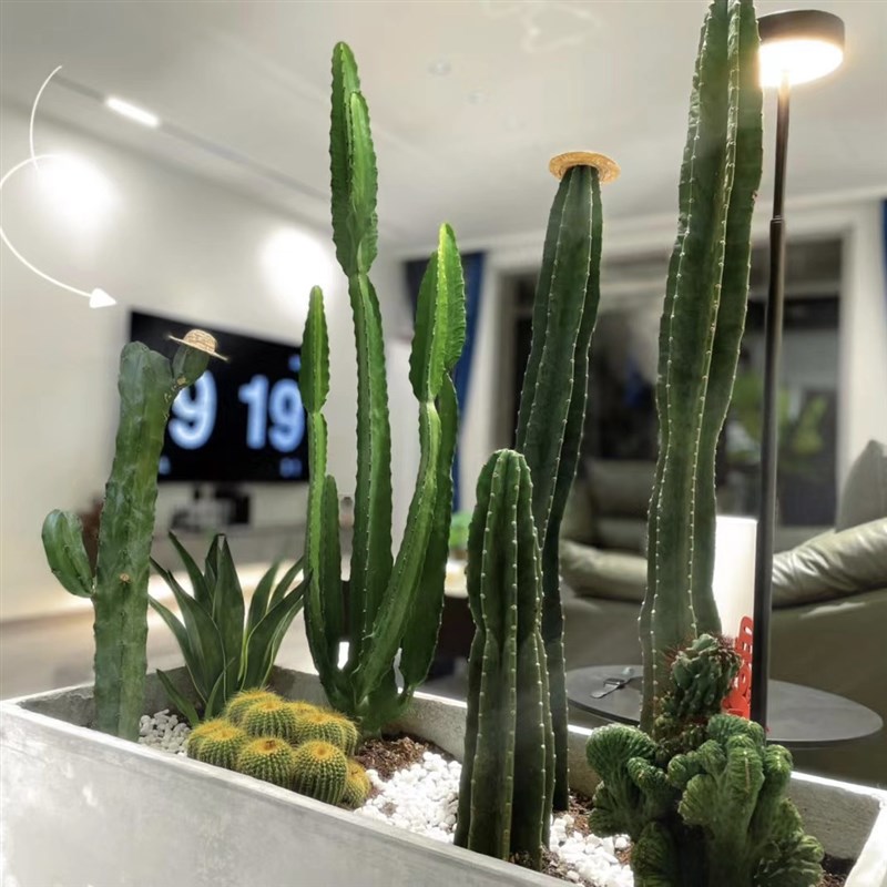 网红仙人掌盆栽景观植物庭院阳台花池植物造景可露养多肉仙人球