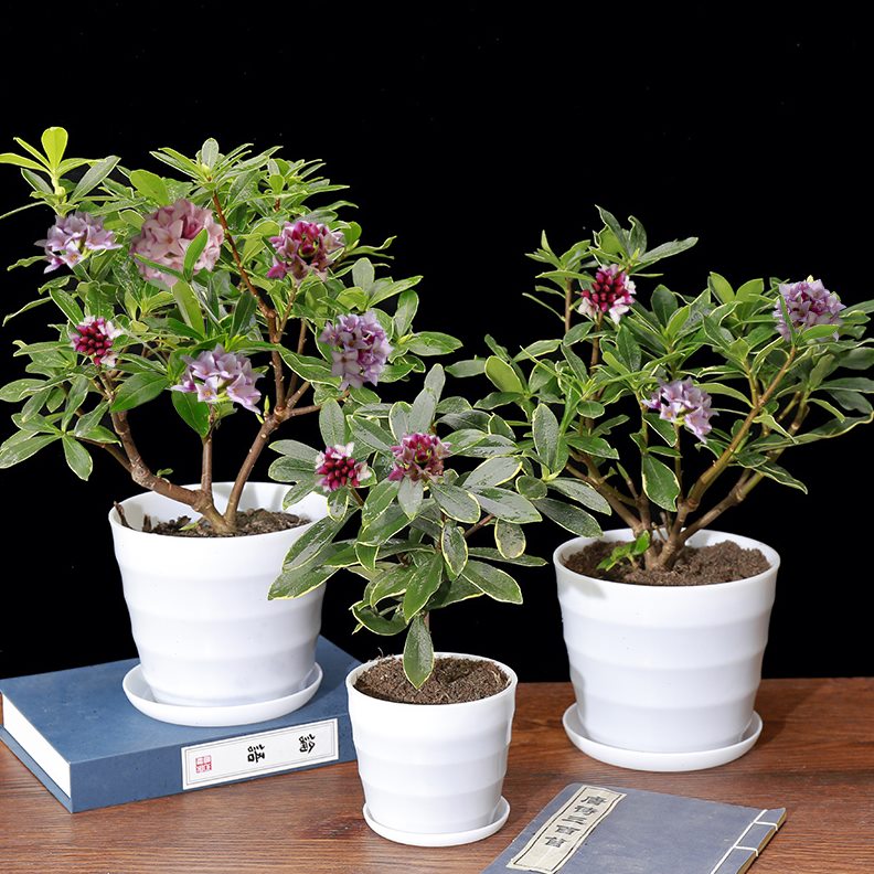 瑞边香花园金花开室内易庭院冬天也耐寒花苗瑞活阳台的香好养花苗