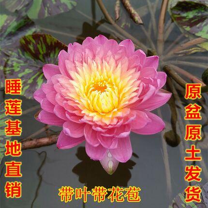岩山日出睡莲带花苞原盆原土水生植物水养池塘庭院室内外水培花卉