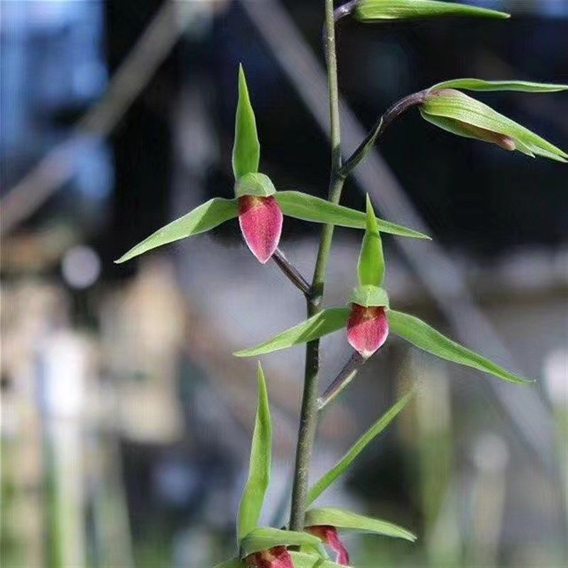 兰花寒兰雪中红红舌红素国兰铭品传统老种绿植园艺花卉盆栽好养活,鲜花速递/花卉仿真/绿植园艺,国兰/杂交兰/洋兰类,淘宝优惠券,粉丝福利购,淘宝优惠卷