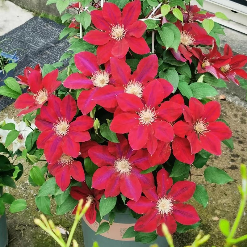 瑞贝卡铁线莲花小苗盆栽早花大花阳台垂吊花卉爬墙藤本易活绿植物