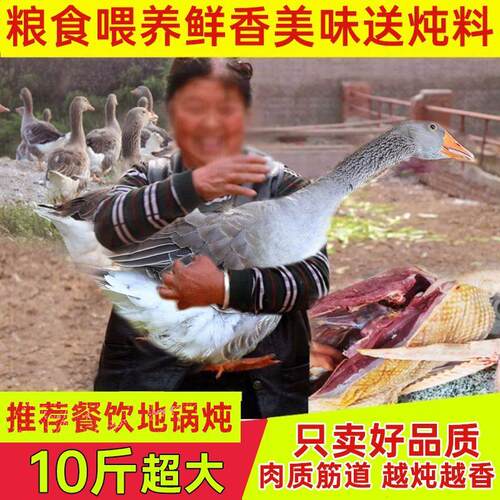 散养非大鹅肉非新鲜正宗