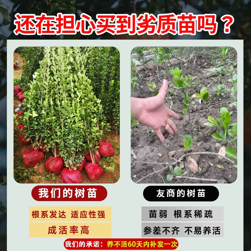 冬青树苗法国直立绿篱笆庭院围墙植物四季常青耐寒丛生北海道黄杨