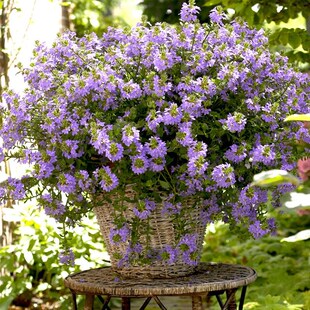 草海桐蓝扇花盆栽室内阳台庭院花园花开花植物镜耐寒耐热扇子花卉