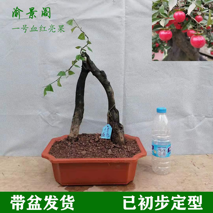 四川金弹子精品熟桩桩庆黑塔子老桩母桩金单发子树重盆景带盆蛋货