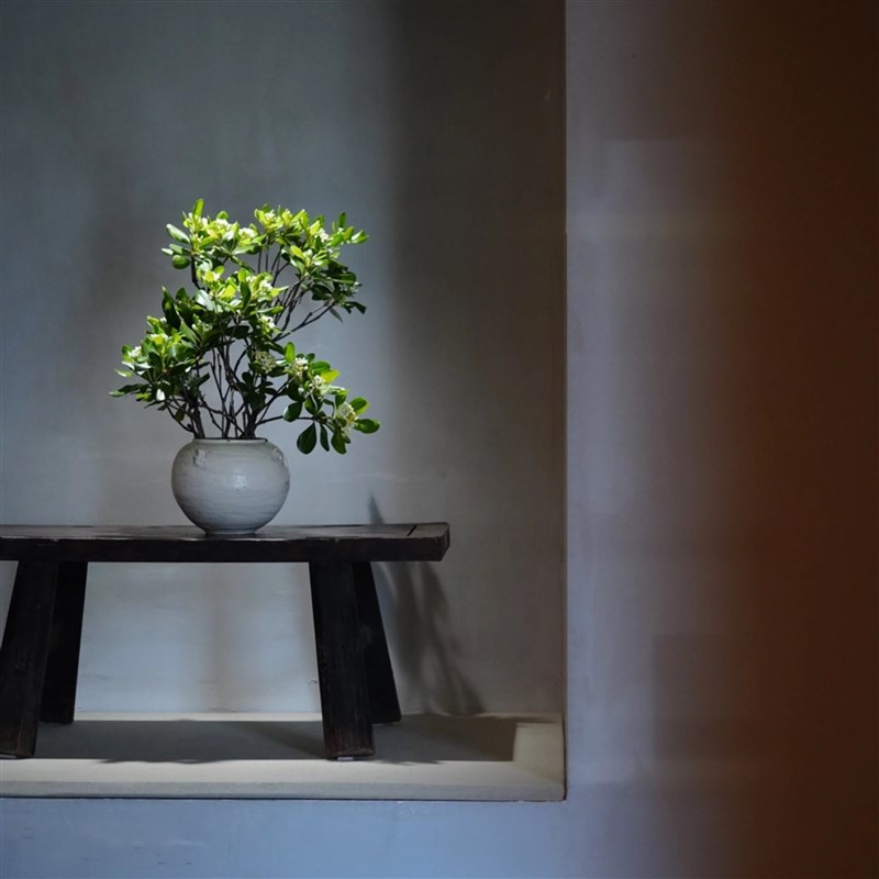 【云花甄选】七里香海桐花真的鲜花白色花苞春天特有花材香味浓郁