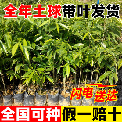 小叶金丝楠木树苗正宗十大名贵树苗盆栽大南北方种植四季常青庭院