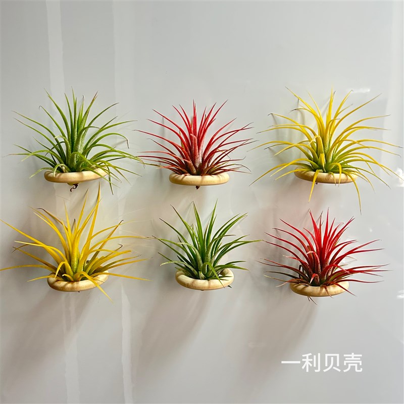 空气凤梨植物冰箱贴室内实木圈磁铁石吸铁套装画框装饰支架底座图片