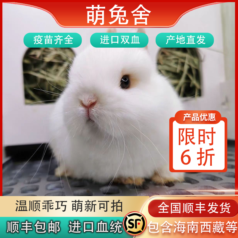 进口侏儒兔小型猫猫兔垂耳兔道奇茶杯宠物兔子活体家养长不大活体