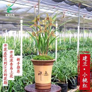 翁源兰花建兰小桃红带花苞开花浓香好养室内花卉盆栽