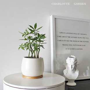 夏洛特花园 奇趣发财树 办公室桌面好养绿植盆栽 招财寓意 植物