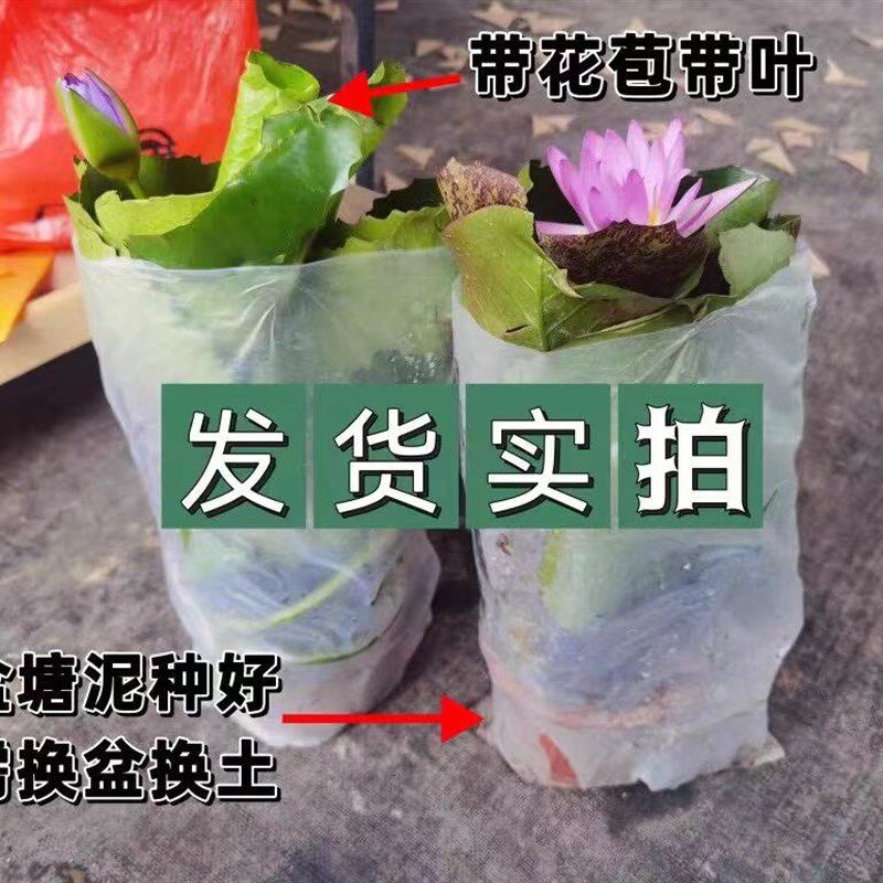 荷莲带花苞睡培植物鲜养原盆原土台院水池塘阳庭四季开花