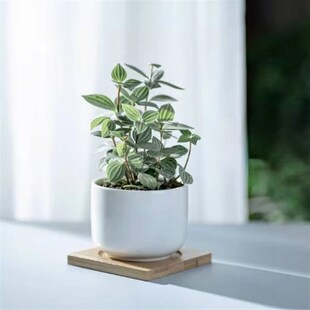 ns桌植办公绿面小盆栽招财室内组合好养绿植花