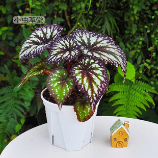 秋物棠大盆小虫草堂盆栽华丽枫叶叶内观室绿植彩叶植海雨林缸耐阴