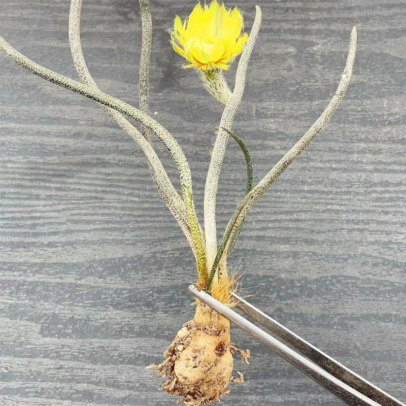 籽播仙人球 capueusae块根植物稀缺品种开花小盆栽