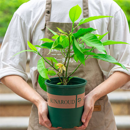 白兰花盆栽庭院阳台四季开花花卉好养植物黄玉兰树苗带花苞
