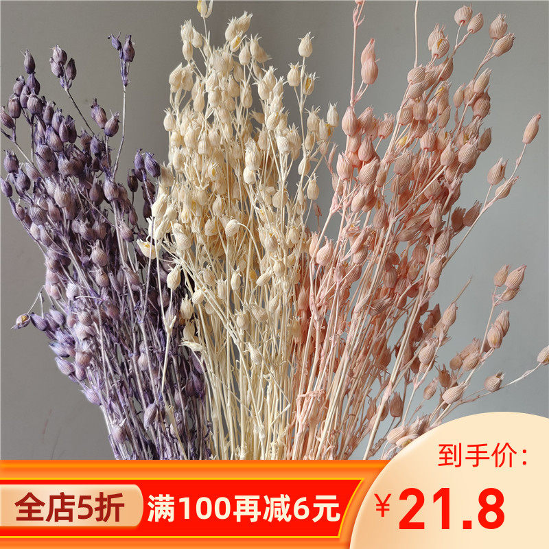 蝇子草干花ns婚花家居装卉仿真花饰y插花配材干果真花拍摄庆束