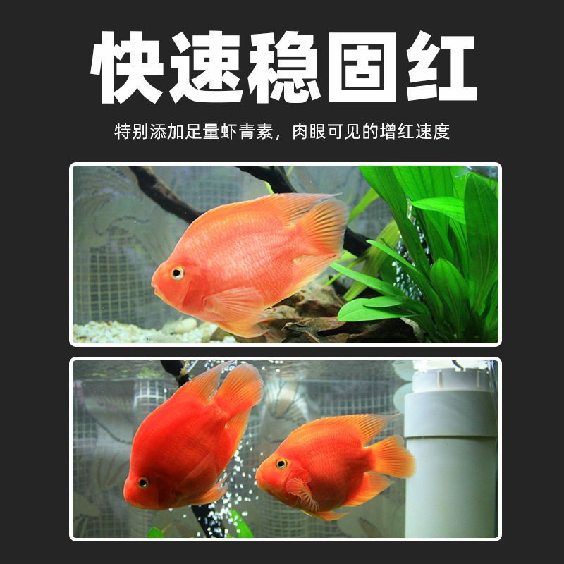 不浑水大拇指血鹦鹉鱼粮罗汉地图发财鱼热带鱼快速增红饲料好鱼食