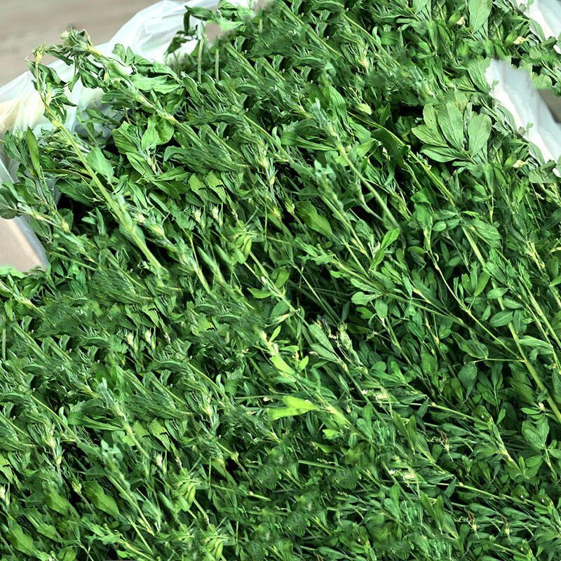 苜蓿草紫花苜猪草饲草幼兔兔子草龙猫草蓿料牧草兔粮苜宿g