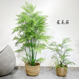 盆地仿真凤尾蕨草树假绿植物落栽景室阳原始自然森系庭院内台装饰