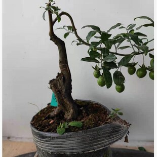 金果子盆景原生带弹灌造熟货老桩血红多品种阳台室内绿植木型盆栽