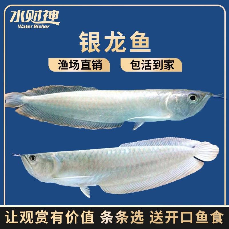 银龙鱼活七彩银龙鱼大型热带观赏鱼黄化红眼银龙鱼淡水鱼,宠物/宠物食品及用品,鱼,淘宝优惠券,粉丝福利购,淘宝优惠卷