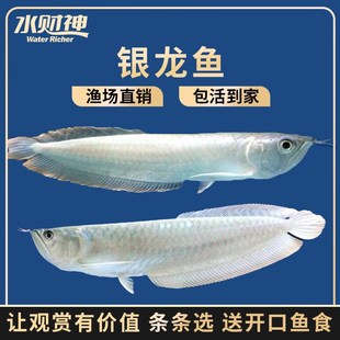 银龙鱼活七彩银龙鱼大型热带观赏鱼黄化红眼银龙鱼淡水鱼