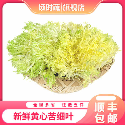 新鲜黄心苦菊250g 苦细叶苦叶生菜苦苣 生吃沙拉蔬菜西餐轻食食材
