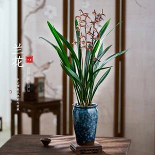 兰花企黑浓香兰花苗墨兰报岁红花兰室内客厅书房桌栽花卉绿植