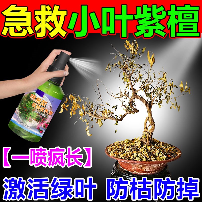 小叶紫檀专用营养液绿植叶子发黄掉叶快速生长肥料盆景盆栽复活液