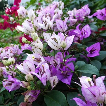 漫野卉花雪紫扦带苗插花发货盆栽绿植阳台开花植物