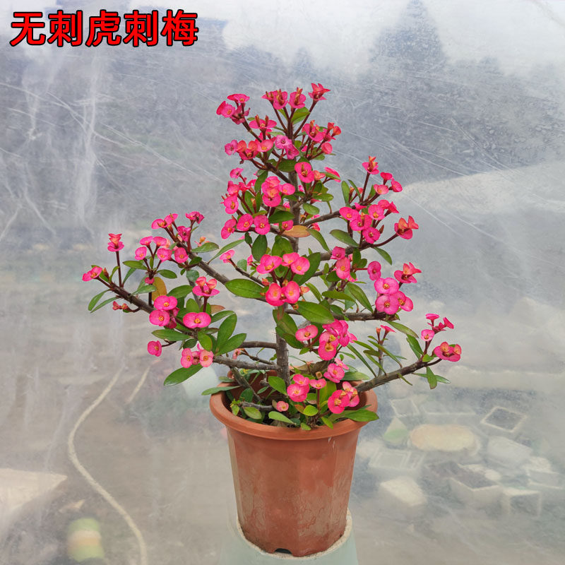 四季盆花好养开棠耐旱暴晒花卉无刺虎刺梅粉色铁海栽大棵阳台庭院