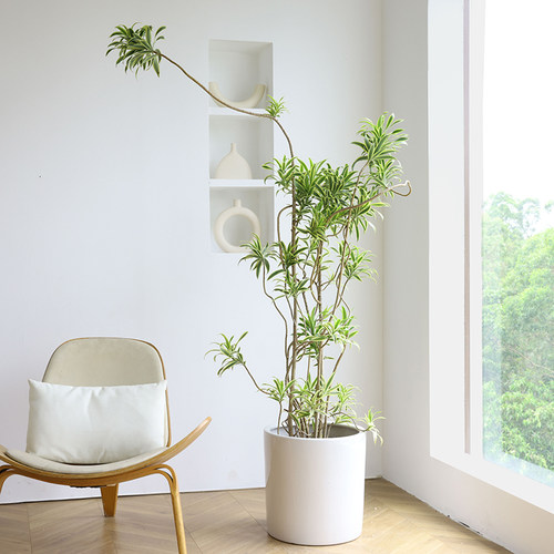 金边百合竹栽盆绿老桩客厅大植室内乔迁新居办公室造型植物龙血树