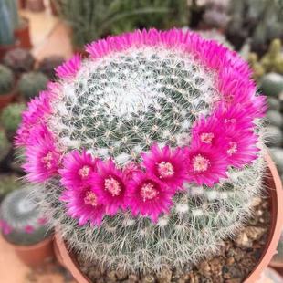 大玉翁仙人球开花室内盆栽办公桌电脑防绿植阳台小植物仙人掌多肉