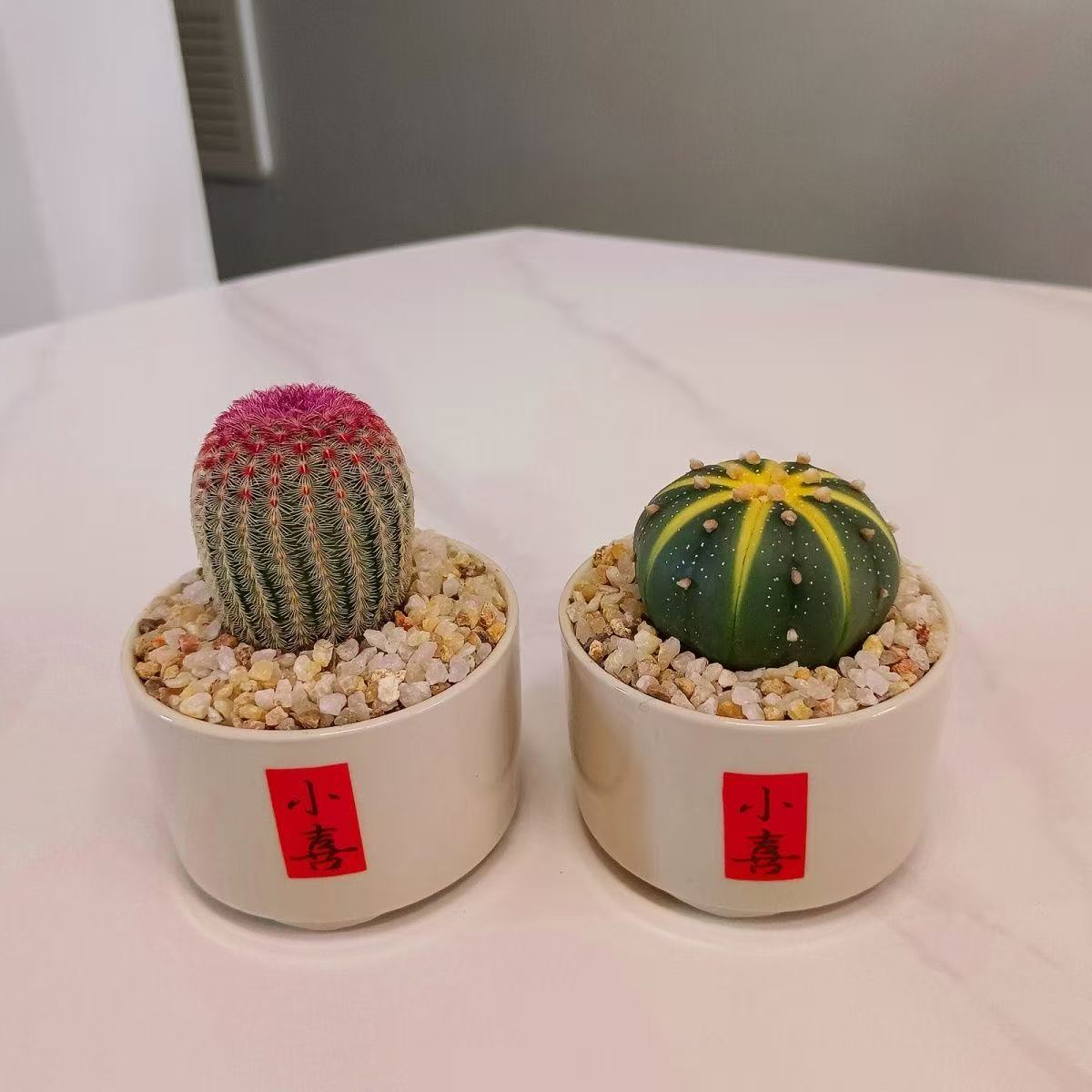 红太阳仙人球黄金星兜锦多肉植物办公室内茶台桌面绿植花卉盆栽