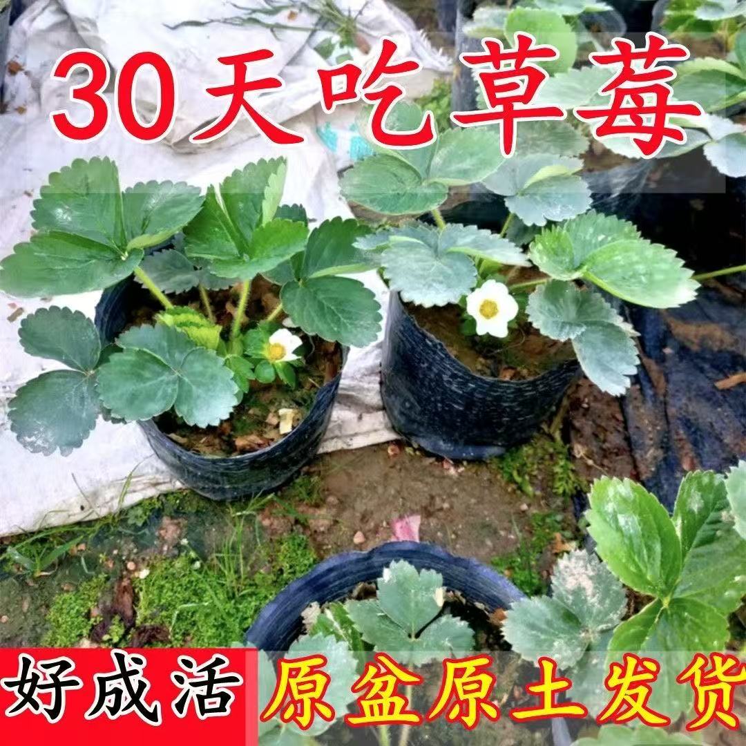 奶油草莓苗盆栽好养活红颜四季穴盘草莓苗带盆土南北种植原盆阳台