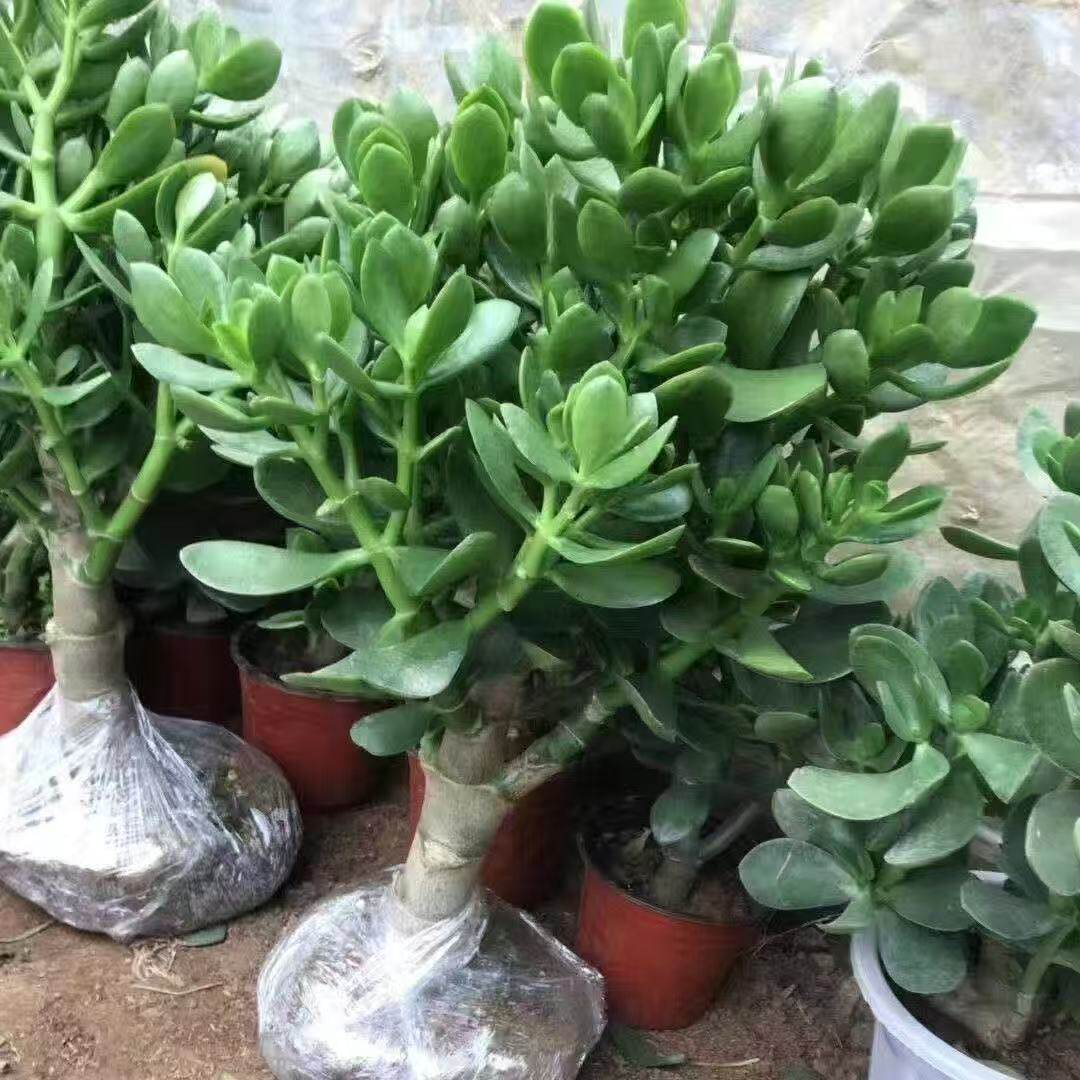 精品玉树盆栽老桩多肉懒人种植室内四季常青绿植耐旱植物花卉盆栽