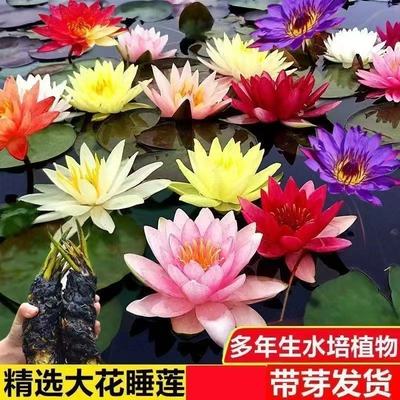 睡莲花池塘水缸大睡莲根块一叶莲带花苞花卉水培四季水养室外盆栽