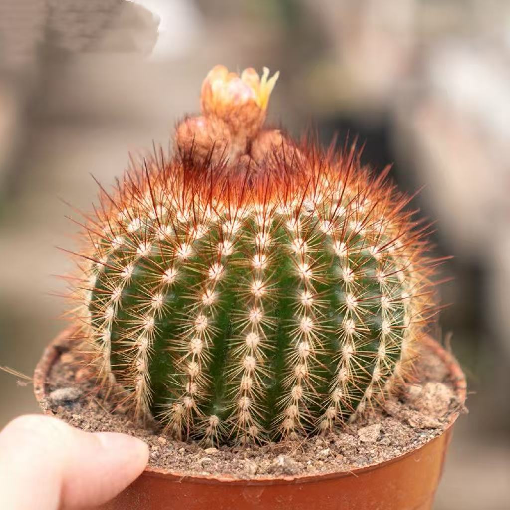 南国玉仙人球稀有开花美花南国属仙人掌多肉庭院阳台观赏小盆栽