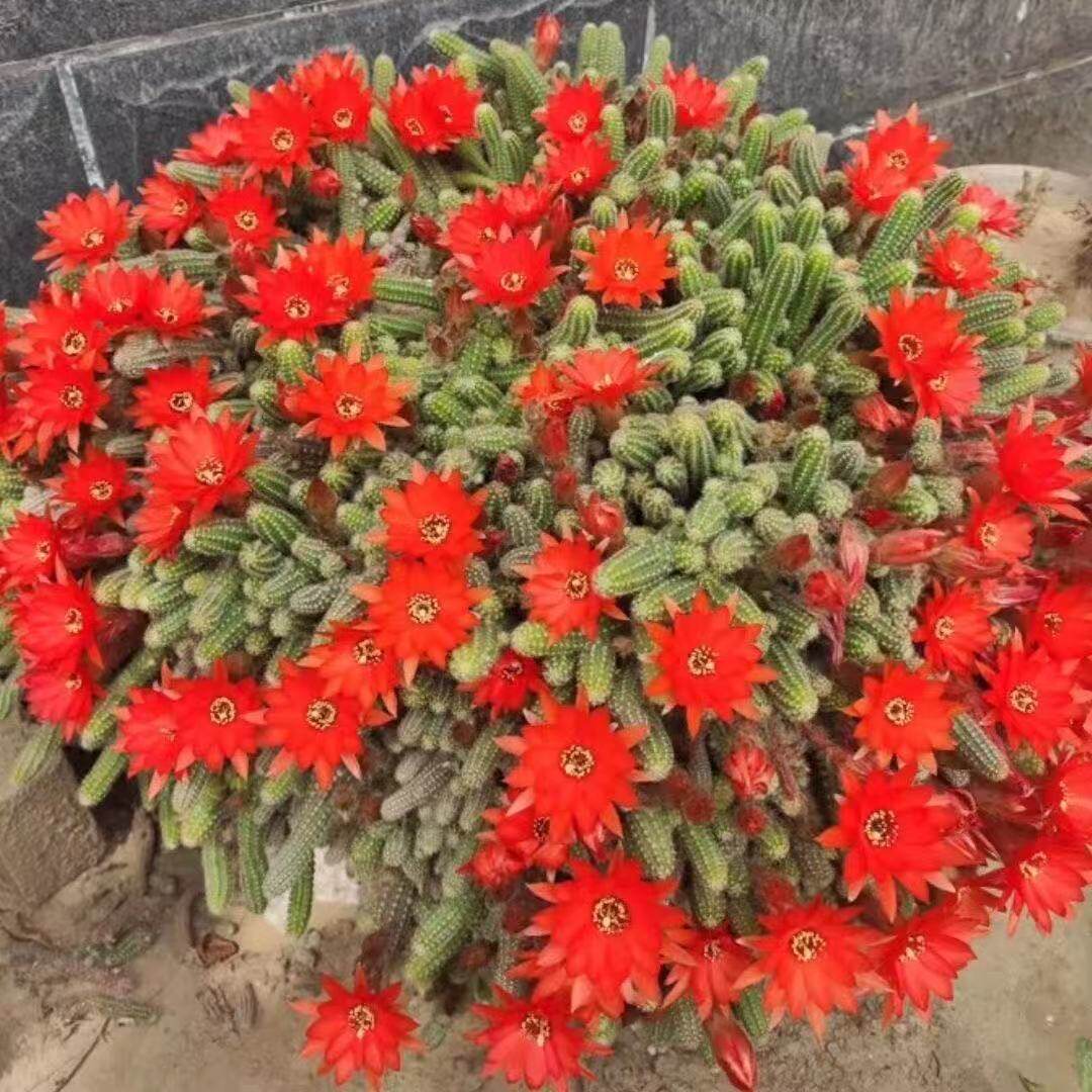白檀多肉植物开花多年生办公室电多肉植物