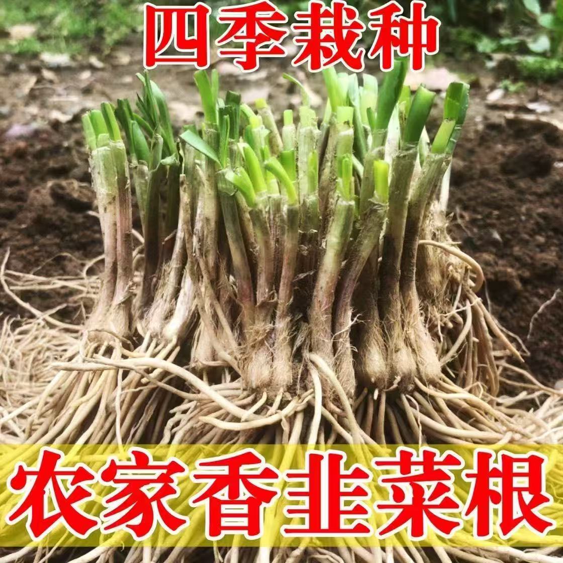 新韭菜根香韭菜根小叶韭菜根细叶韭菜根苗紫根老品种四季阳台地栽