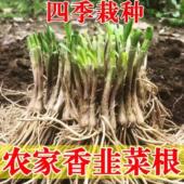 新韭菜根香韭菜根小叶韭菜根细叶韭菜根苗紫根老品种四季 阳台地栽