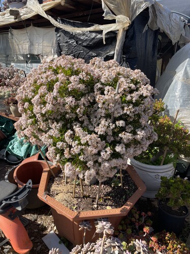 老桩玉树 带土球发货多肉植物盆栽多头红叶玉树新手好养