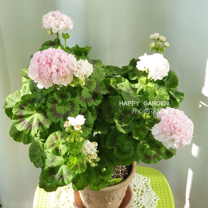 重瓣直竺葵盆栽苗带花苞洋绣球四季开花好养阳台海棠庭院花卉
