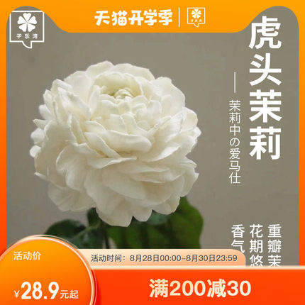 圆叶正宗虎头盆栽室内浓香花卉重瓣老桩带花苞四季开花植物