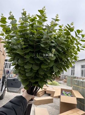 仿真3叉尤加利 3D打印灰色红咖色尤加利叶子金钱叶插花装饰婚庆