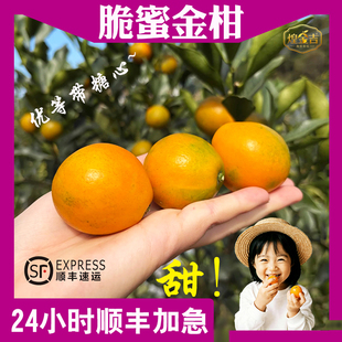 正宗广西融安脆蜜金柑第三代金桔现摘新鲜水果非糖聚顺丰包邮