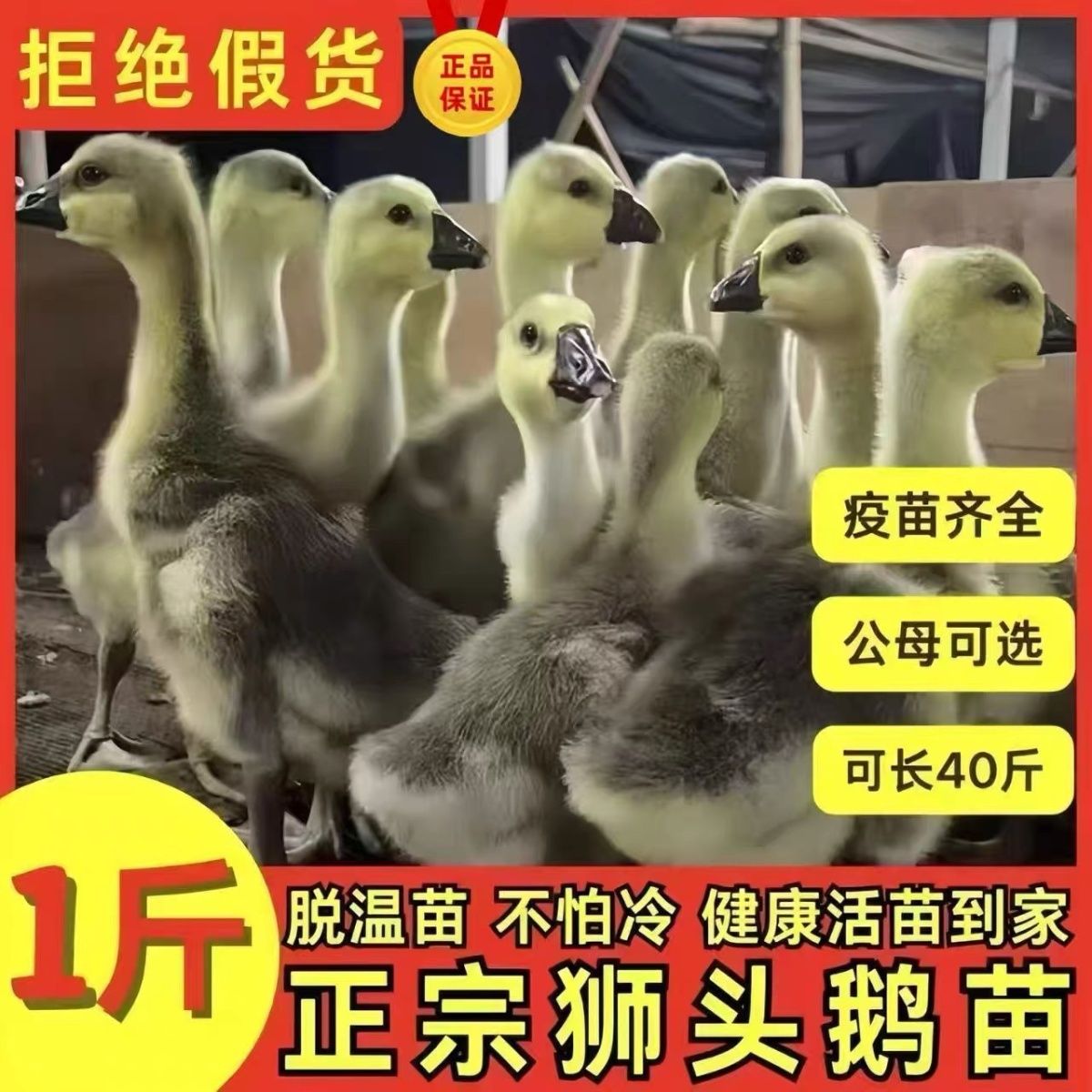 一斤灰鹅正宗特大纯种色活