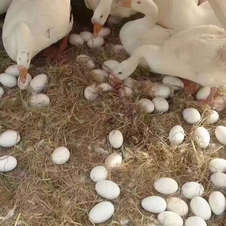 鹅苗大三花纯种白正宗出壳