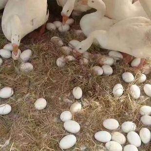 鹅苗大三花纯种白鹅正宗出壳大鹅苗四季鹅特大蒲三鹅五龙产蛋鹅苗